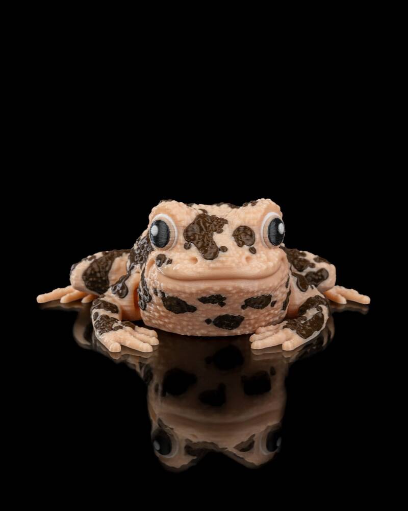 Grace — American Ground Frog